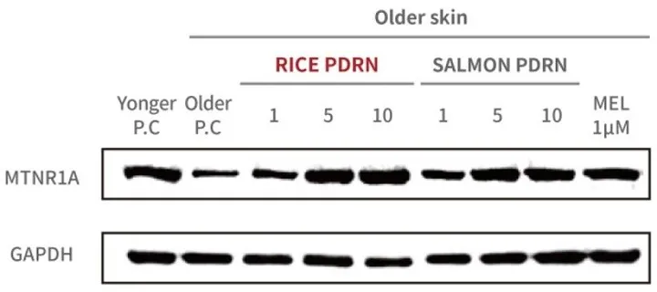 Western blot image showing protein expression levels of MTNR1A and GAPDH in older skin samples treated with Rice PDRN, Salmon PDRN, and MEL, comparing younger and older control samples.